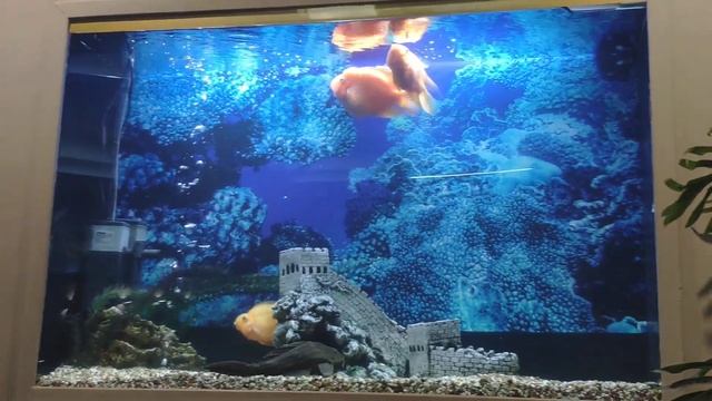 Большие рыбы в большом аквариуме смотреть онлайн