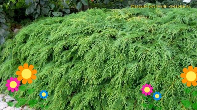 Микробиота перекрестнопарная. Краткий обзор, описание характеристик Microbiota Decussata