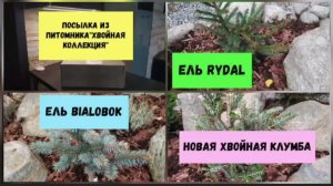Новый хвойный уголок.Посылка с саженцами из питомника « Хвойная коллекция».