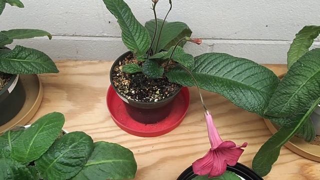 Streptocarpus 12-15-17 смотреть онлайн