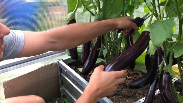 В гостях на участке, теплицы и открытый грунт смотреть онлайн