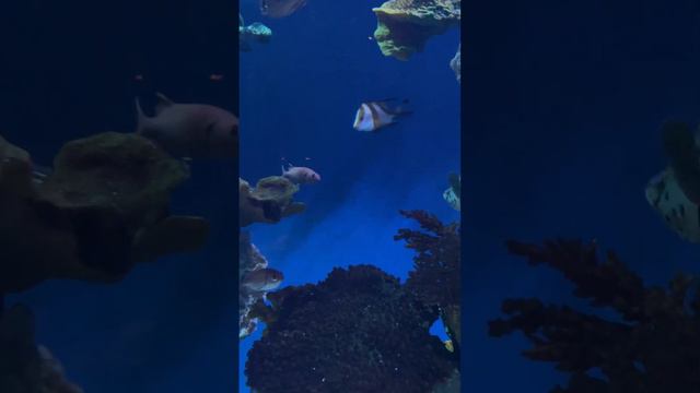 Здесь рыбов показывают. Говорят, это успокаивает) смотреть онлайн