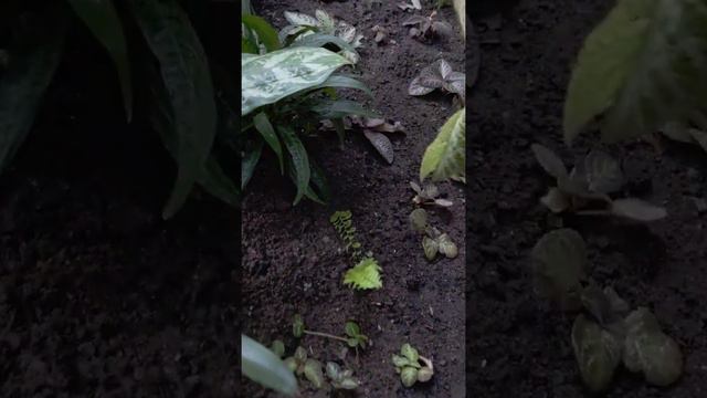 Episcia смотреть онлайн