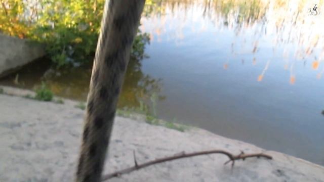 Водяной уж - Natrix Tessellata смотреть онлайн