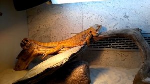 немного о спячке бородатых агам