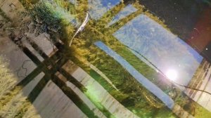 Ерши для кристального пруда! Лучшая биозагрузка биофильтра!