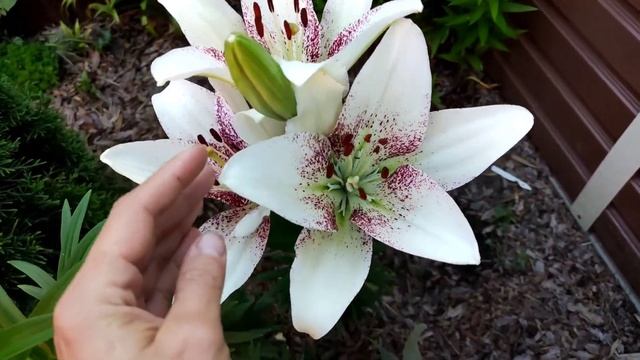 Розы! Клещи, трипсы?Зачем мне столько роз? Злаки в саду. Мискантус смотреть онлайн