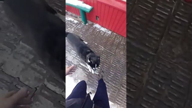 Хаски очень дружелюбные собаки))) смотреть онлайн