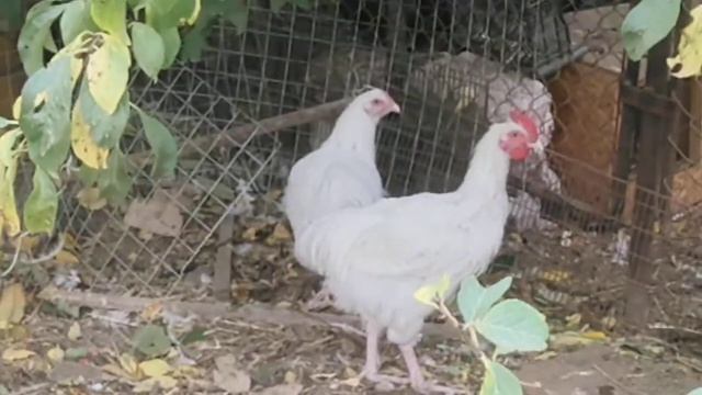 Белые мараны смотреть онлайн