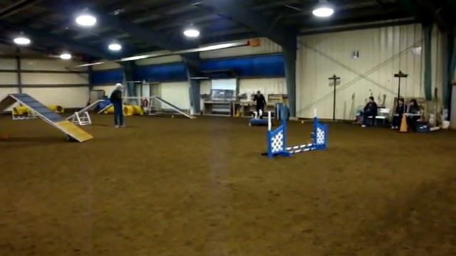 Laika - Standard Agility Run - Basset Hound смотреть онлайн