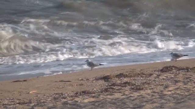 Учимся чувствовать других людей. Канал Медитация Релаксация. Стешенко А. Ю. смотреть онлайн