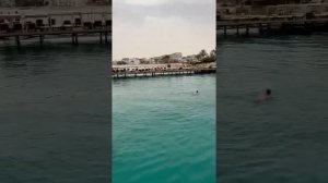 В Египте акула съела человека