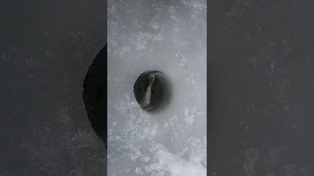 Рыбалка казань волга щурячий смотреть онлайн