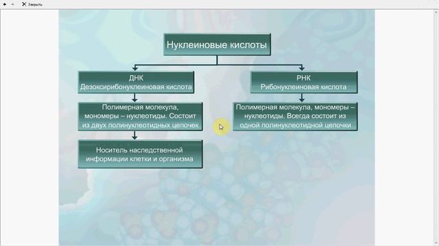 Виды нуклеиновых кислот. ДНК и РНК. Местонахождение. Сравнение молекул. смотреть онлайн