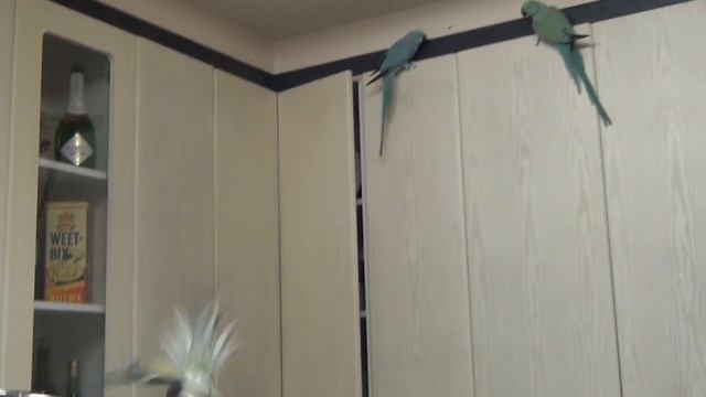 Indian Ringneck boys fighting about a girl смотреть онлайн