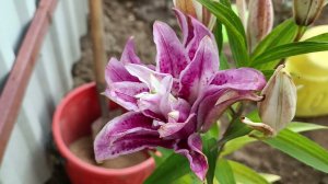 Осенняя посадка восточной махровой лилии сорт "Роузлили Наталья" . Цветоводство. Блог о цветах.