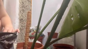 Пересадка монстери. Грунт для монстери.