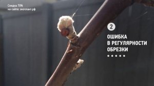 ОБРЕЗКА ГРУШИ ВЕСНОЙ. 7 ошибок обрезки яблони, черешни и сливы