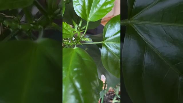 Махровая китайская Роза (гибискус китайский), 27 июня 2023