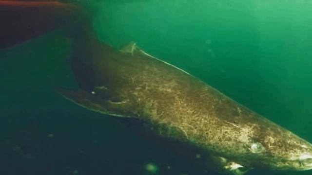 ПОЙМАНА ЖИВАЯ АКУЛА ВОЗРАСТОМ 512 ЛЕТ!!!АКУЛА 1505 ГОДА РОЖДЕНИЯ смотреть онлайн