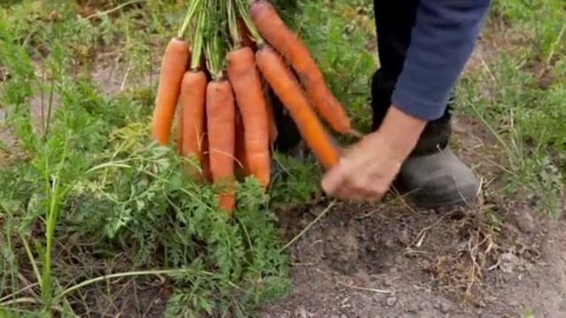 Я такое про морковь знаю...не поверите... #морковь #сад #удобрения смотреть онлайн