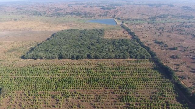 Lisoka - Bamboo Plantation Malawi