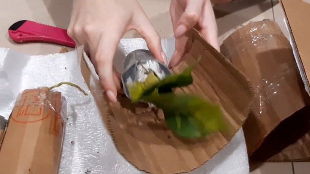 Распаковка Филодендроны смотреть онлайн
