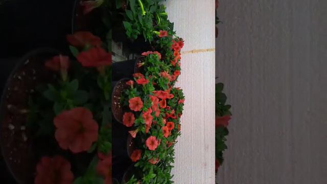 Зацвела калибрашка зимой смотреть онлайн