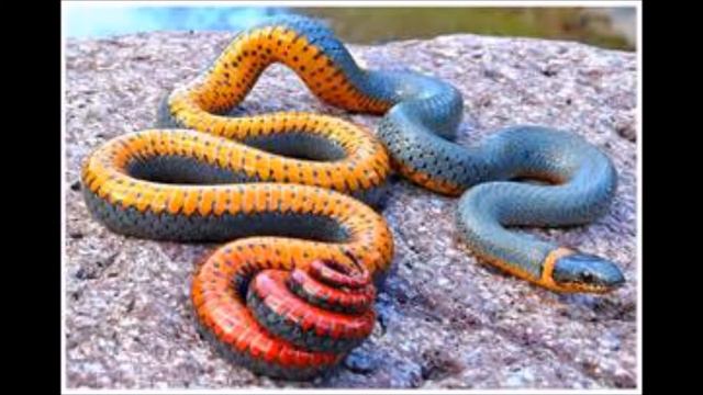 7 фактов о животных смотреть онлайн