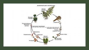 Жизненный цикл папоротника