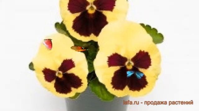 Виола крупноцветковая Лемон Блотч ? виола Лемон Блотч обзор: как сажать семена виолы Лемон Блотч