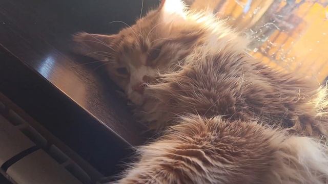 Сладкий сон смотреть онлайн