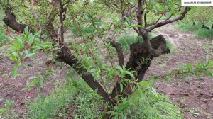 Почему ПЕРСИК лучше выращивать КУСТОМ.