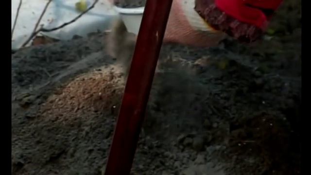 Яблоня. Посадка осенью смотреть онлайн