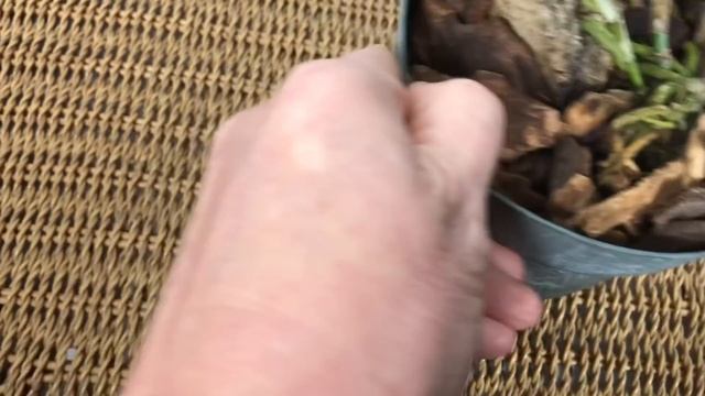 Обзор орхидей. Эпидендрумы, ликаста, бактериальная гниль, трипсы и цитокининовая паста. смотреть онлайн