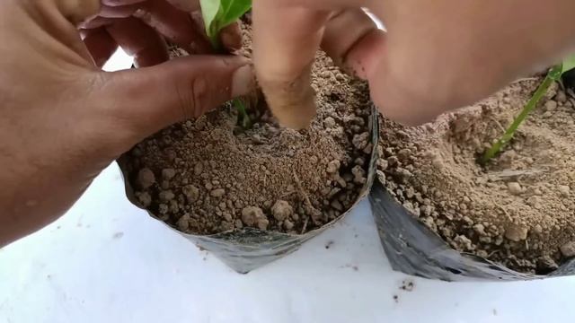 How to grow gardenia plant from cuttings , Gardenia propagation смотреть онлайн