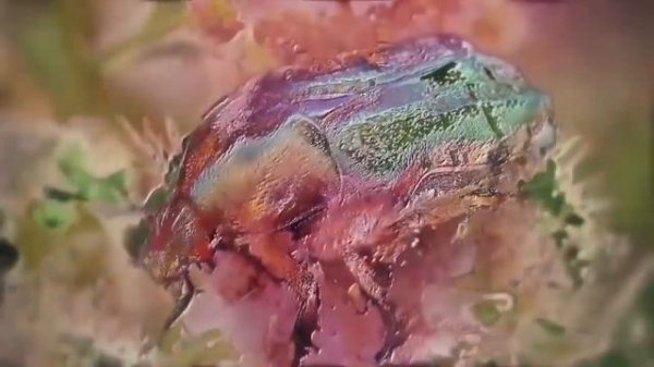 Dementia Praecox - Non-Existent Harmony