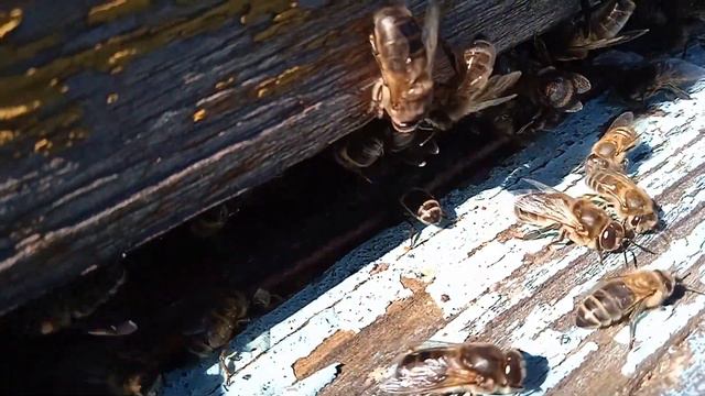 Пасека " На опушке " Пчелы гонят трутней из улья. смотреть онлайн