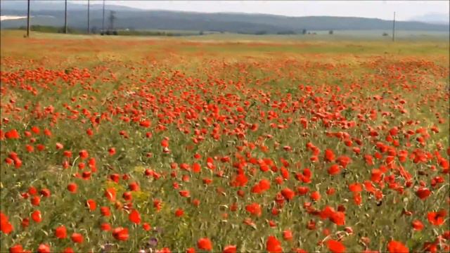 КРАСКИ ЛЕТА смотреть онлайн