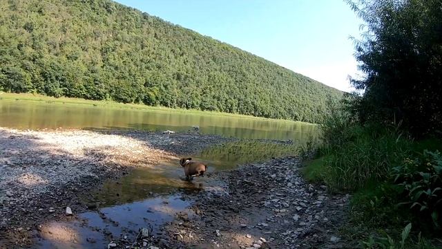 ФРАНЦУЗСКИЙ БУЛЬДОГ ЖЕКЕРИ на ДИКОЙ РЕКЕ.Жекери и Бильбо прохлаждаются после грибной прогулки! смотреть онлайн