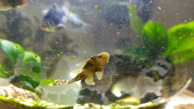 Сомик чистит аквариум