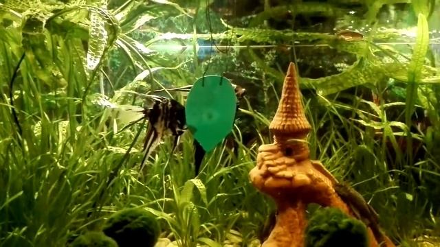 Размножение скалярий Аквариумные рыбки смотреть онлайн