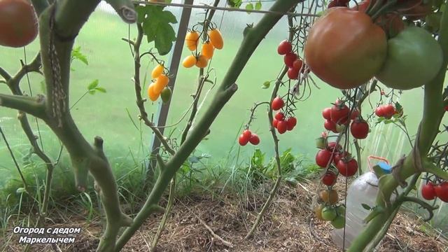 Томат КОСМОНАВТ ВОЛКОВ. смотреть онлайн