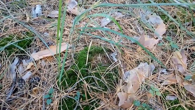 Сентябрь порадовал. Белые грибы и маслята в сосновом лесу. Грибы 2021. смотреть онлайн