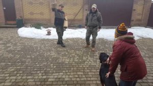 Ротвейлер ЗКС, охрана хозяина.