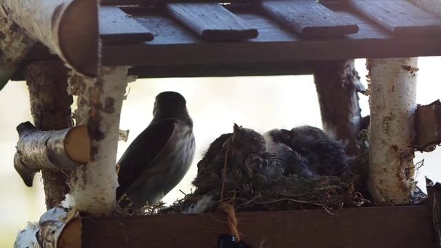 Родители Горихвостки кормят своих птенцов! смотреть онлайн