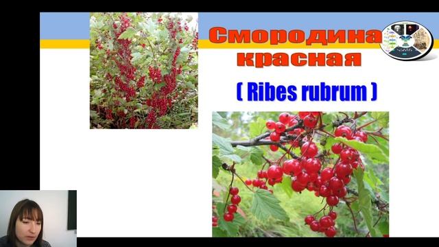 6 класс- Биология- Основы систематики растений. смотреть онлайн