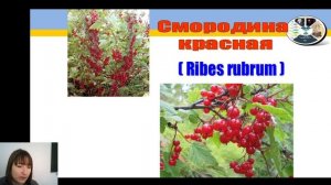 6 класс-  Биология- Основы систематики растений.