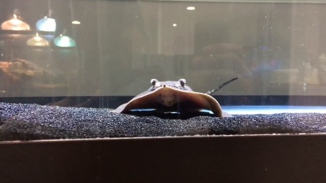 Top 10 Freshwater Predator Fish for Aquariums - Top 10 Freshwater Monster Fish смотреть онлайн