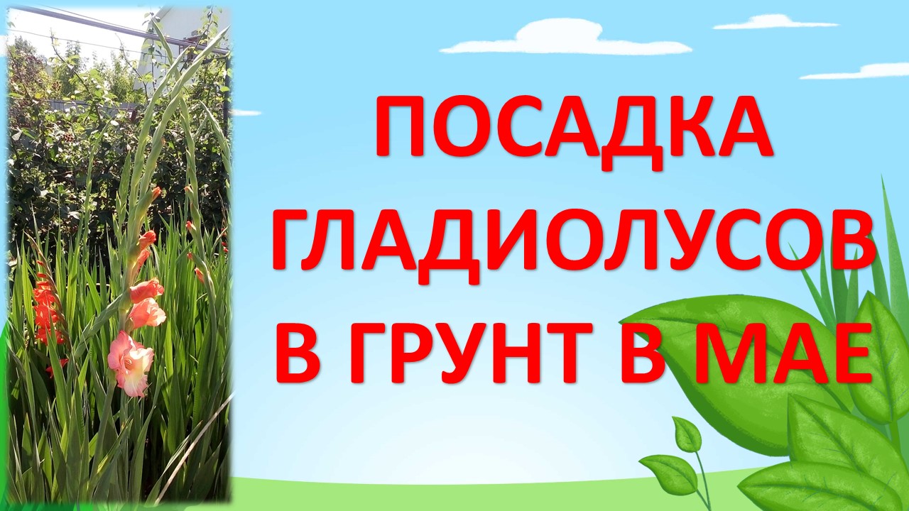 Гладиолусы уход выращивание посадка луковиц в грунт весной. Как посадить гладиолусы на даче. смотреть онлайн
